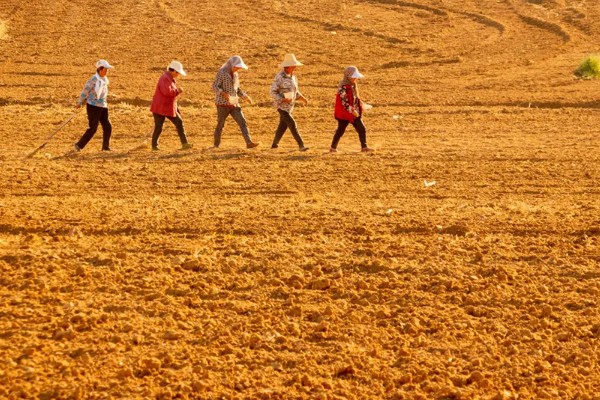 包菜的育苗方法，对畦面浇水后再均匀撒播