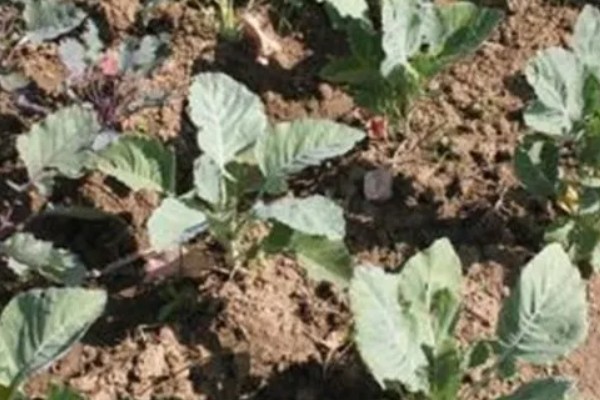 包菜的育苗方法，对畦面浇水后再均匀撒播