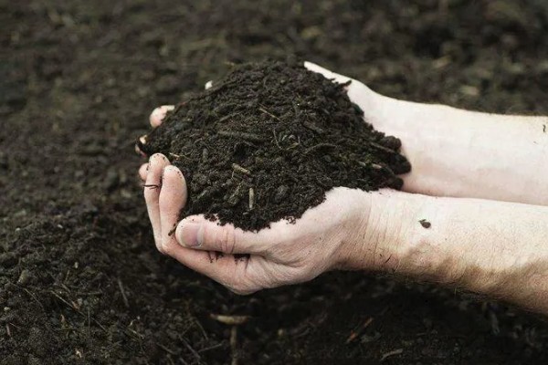 包菜的育苗方法，对畦面浇水后再均匀撒播