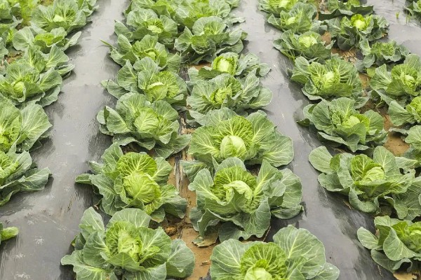 包菜的育苗方法，对畦面浇水后再均匀撒播