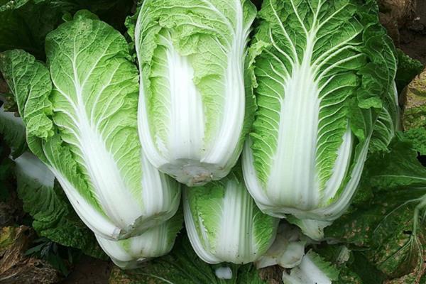 白菜的寓意，寓意财富、两袖清风等