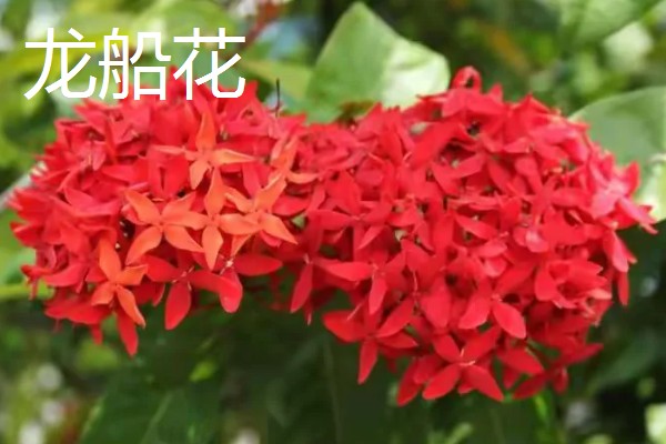 八月有哪些植物，常见的有龙船花、荷花等