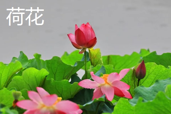 八月有哪些植物，常见的有龙船花、荷花等