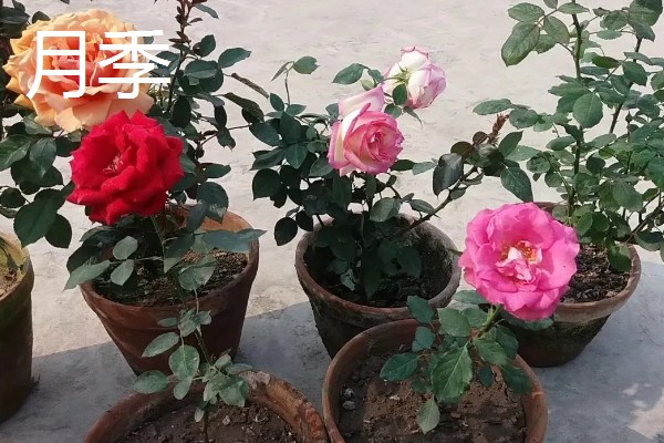 八月有哪些植物，常见的有龙船花、荷花等