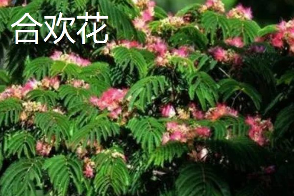 八月有哪些植物，常见的有龙船花、荷花等
