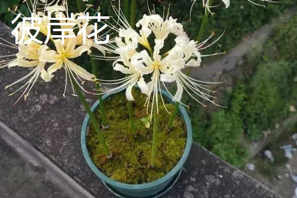 八月有哪些植物，常见的有龙船花、荷花等