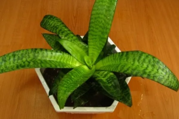 虎皮掌的养殖方法，喜欢生长在湿润的土壤里