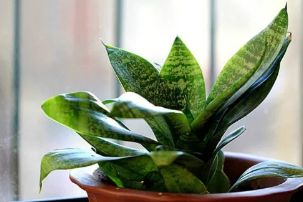 虎皮掌的养殖方法，喜欢生长在湿润的土壤里