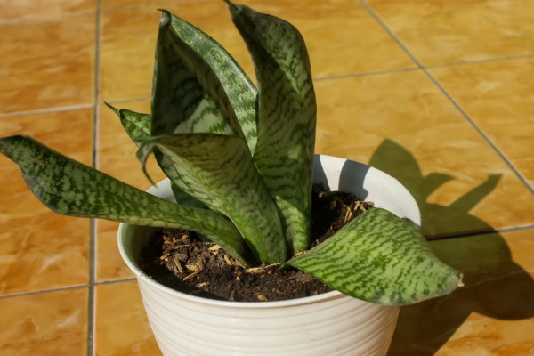 虎皮掌的养殖方法，喜欢生长在湿润的土壤里