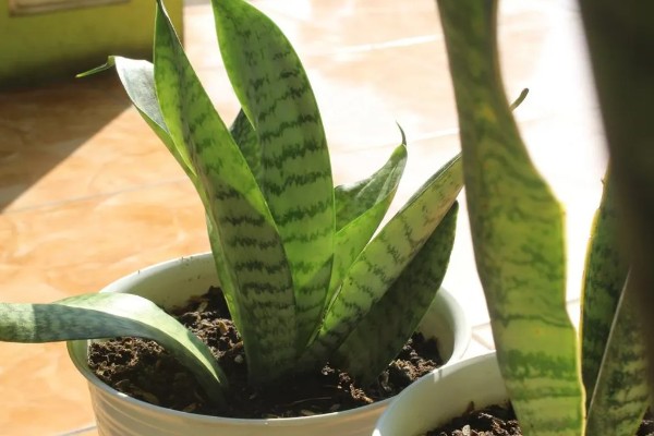 虎皮掌的养殖方法，喜欢生长在湿润的土壤里