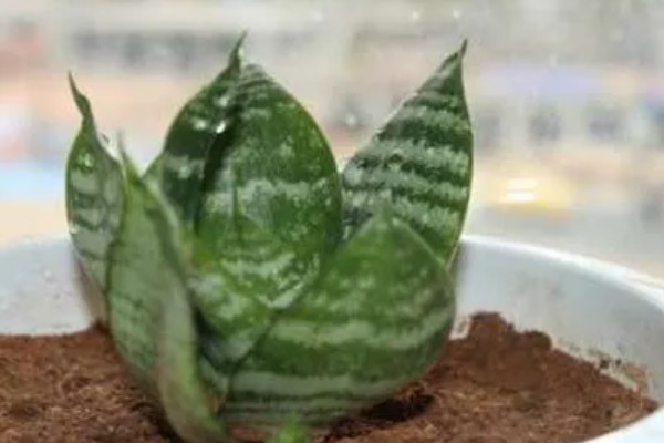 虎皮掌的养殖方法，喜欢生长在湿润的土壤里