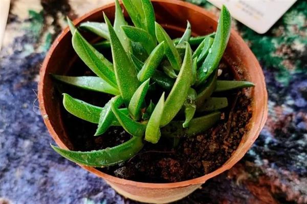 黄花照波如何换盆，控制温度在10-20℃