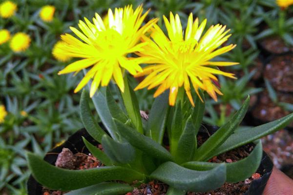 黄花照波如何换盆，控制温度在10-20℃