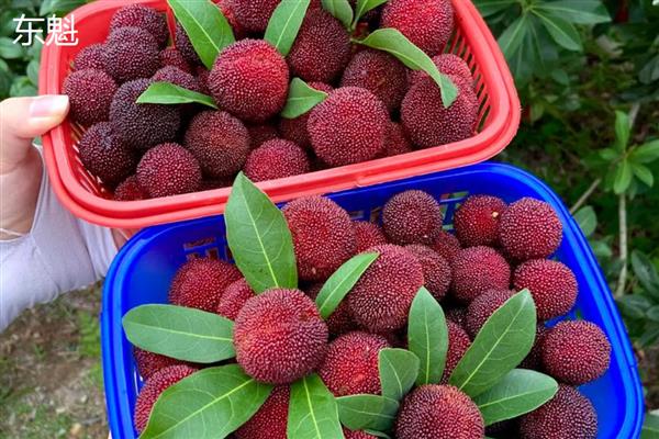 东魁还是黑炭杨梅好，各有优点