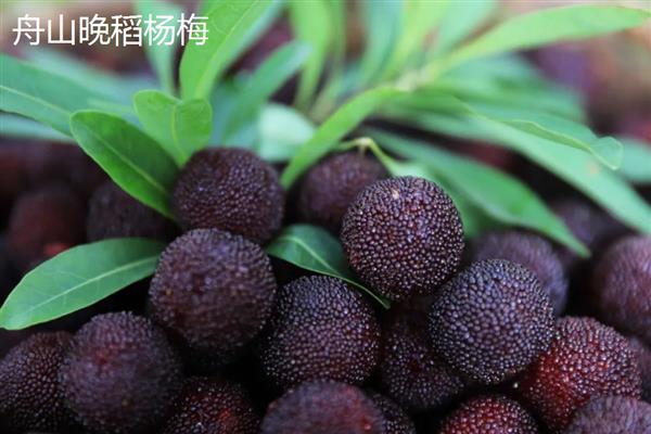 东魁还是黑炭杨梅好，各有优点