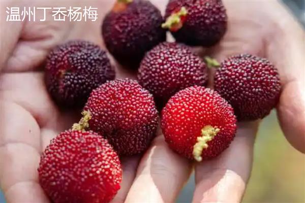 东魁还是黑炭杨梅好，各有优点