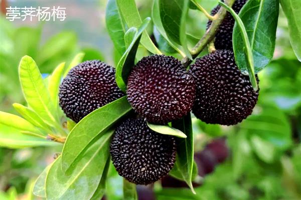 东魁还是黑炭杨梅好，各有优点