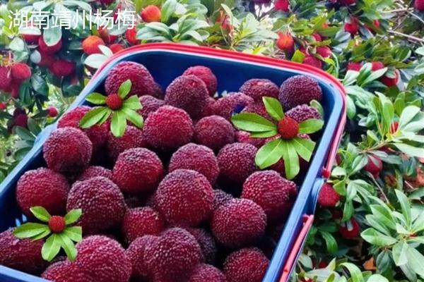 东魁还是黑炭杨梅好，各有优点