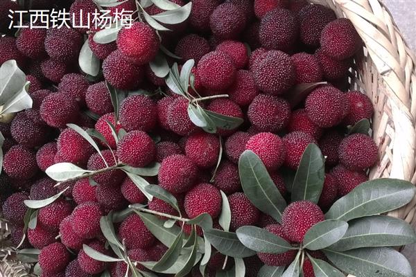 东魁还是黑炭杨梅好，各有优点