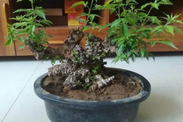 怎么栽刚挖的黄荆老桩，需先进行清洗整理