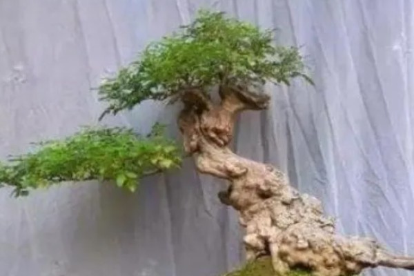 怎么栽刚挖的黄荆老桩，需先进行清洗整理