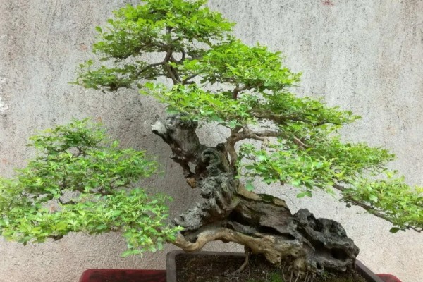 怎么栽刚挖的黄荆老桩，需先进行清洗整理