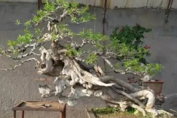 怎么栽刚挖的黄荆老桩，需先进行清洗整理