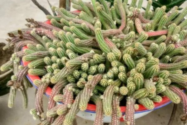 鼠尾掌的特征，花期为4-5月