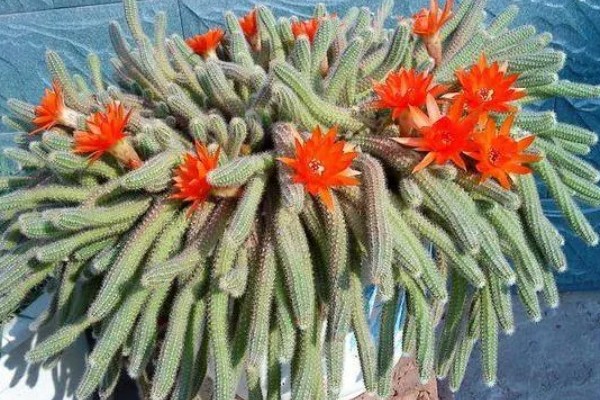 鼠尾掌的特征，花期为4-5月