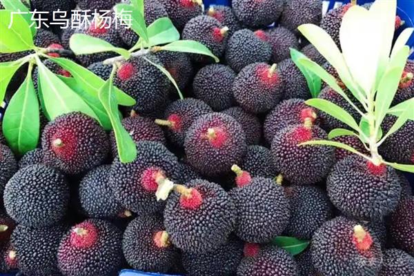东魁还是黑炭杨梅好，各有优点