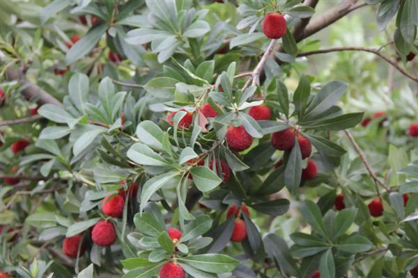 东魁还是黑炭杨梅好，各有优点