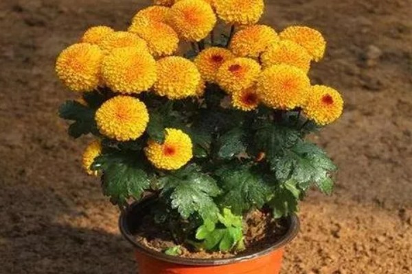 菊花的养殖方法,生长适温是在18-25℃