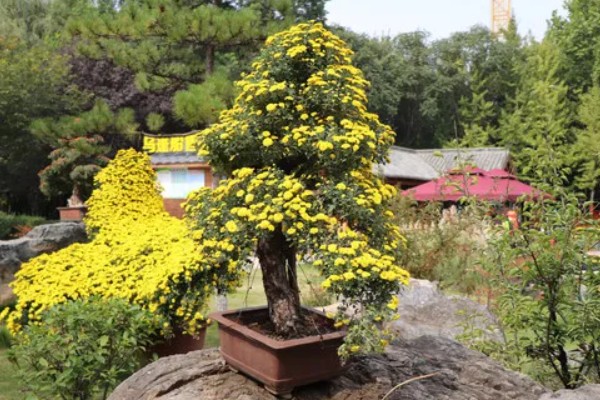 菊花的养殖方法,生长适温是在18-25℃