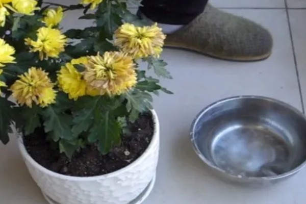 菊花的养殖方法,生长适温是在18-25℃