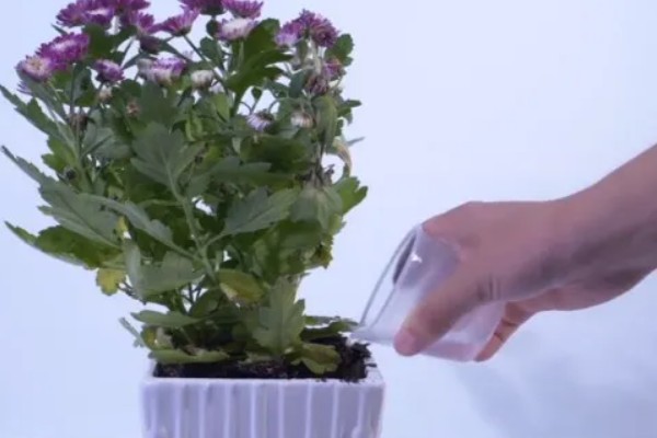 菊花的养殖方法,生长适温是在18-25℃