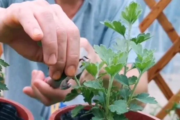 菊花的养殖方法,生长适温是在18-25℃