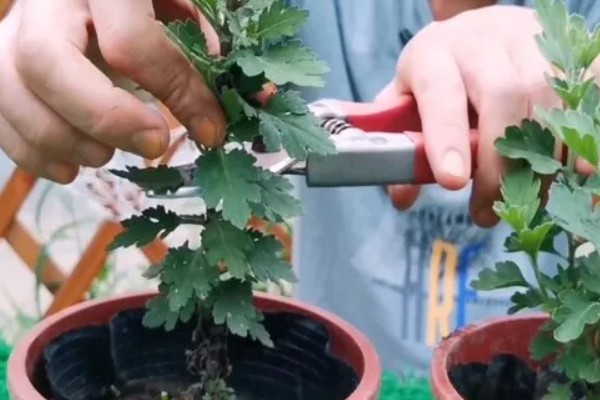 菊花的养殖方法,生长适温是在18-25℃