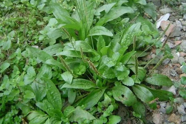 猪耳朵草的简介,生于海拔5-4500米的草地