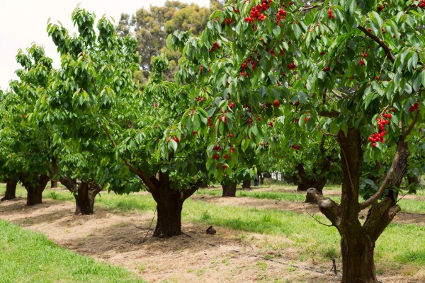 车厘子是否可以种在北方，车厘子在北方种植时需加强管理