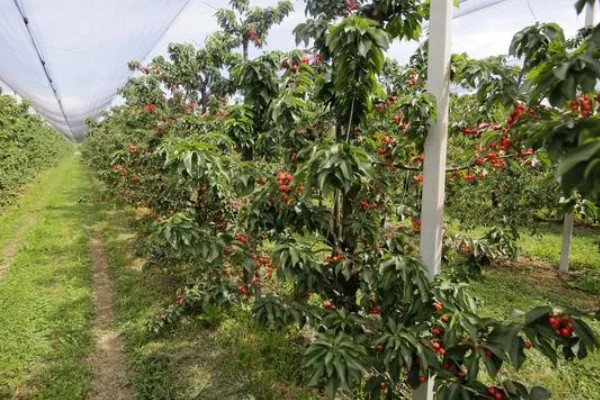 车厘子是否可以种在北方，车厘子在北方种植时需加强管理