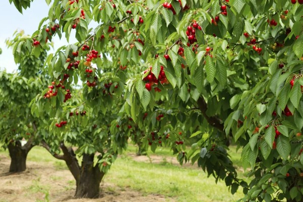车厘子是否可以种在北方，车厘子在北方种植时需加强管理