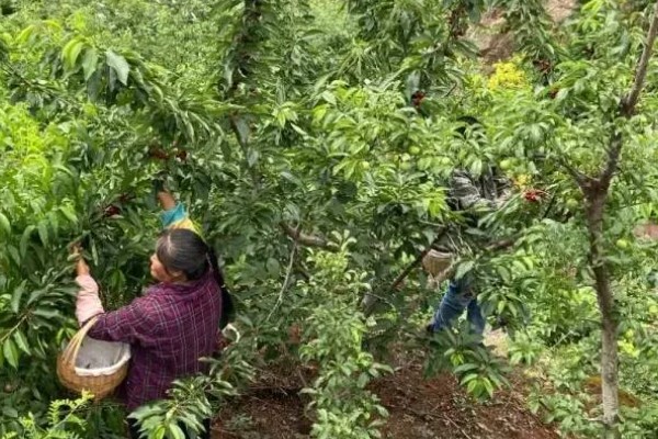 车厘子是否可以种在北方，车厘子在北方种植时需加强管理