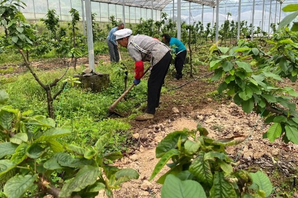 车厘子是否可以种在北方，车厘子在北方种植时需加强管理