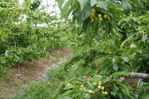 车厘子是否可以种在北方，车厘子在北方种植时需加强管理