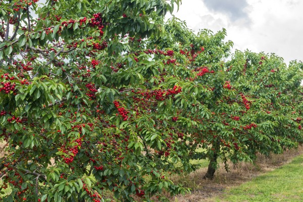 车厘子是否可以种在北方，车厘子在北方种植时需加强管理