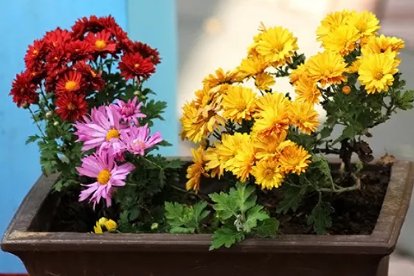 菊花的养殖方法,生长适温是在18-25℃