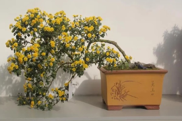 菊花的养殖方法,生长适温是在18-25℃