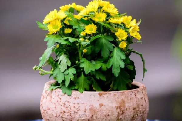 菊花的养殖方法,生长适温是在18-25℃