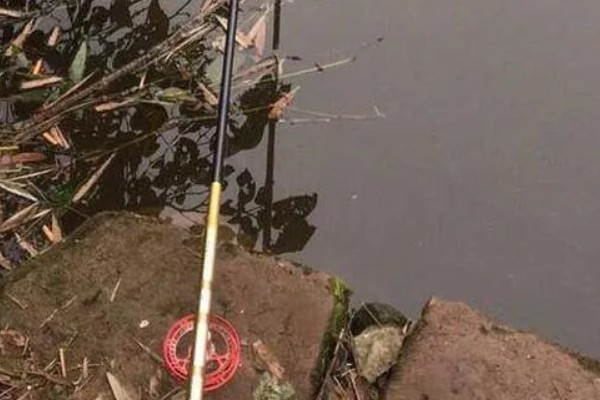 谷麦钓法的技巧,最关键的特征为用谷物打窝