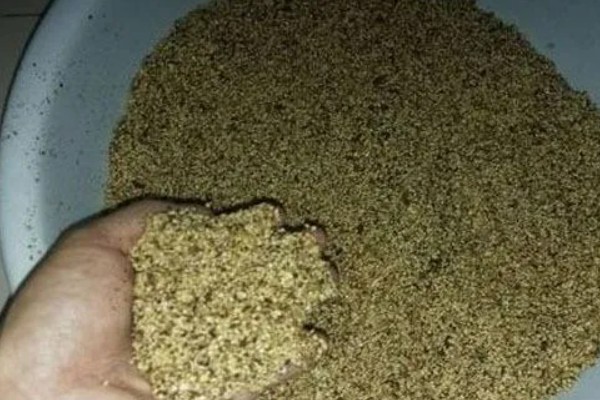 谷麦钓法的技巧,最关键的特征为用谷物打窝